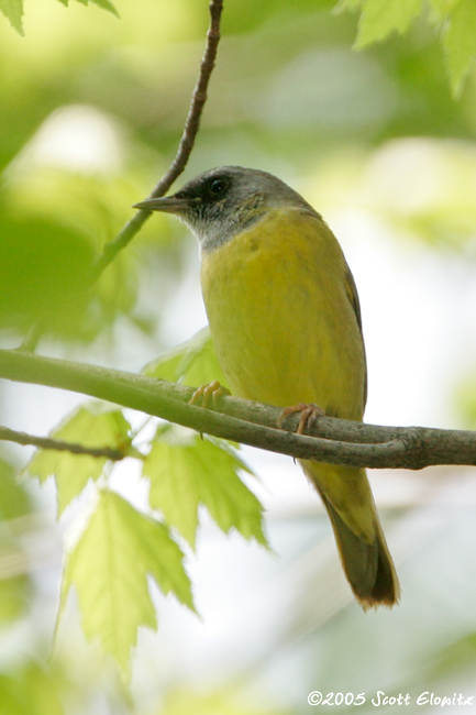 Mourning Warbler x Common Yellowthroat