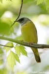 Mourning Warbler x Common Yellowthroat