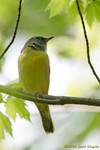 Mourning Warbler x Common Yellowthroat