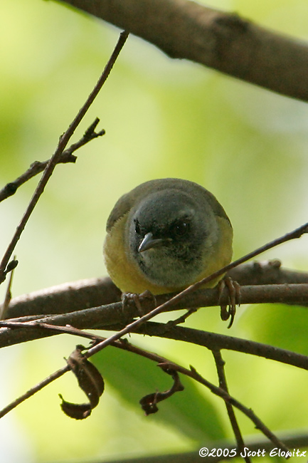 Mourning Warbler x Common Yellowthroat