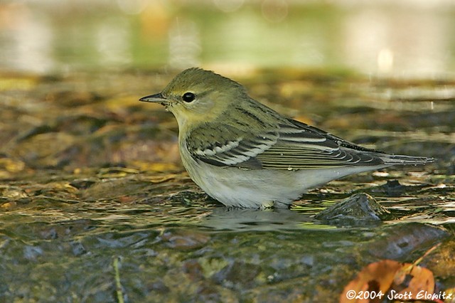 Blackpoll Warbler