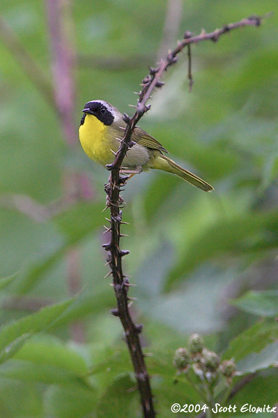 Common Yellowthroat