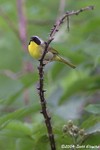 Common Yellowthroat