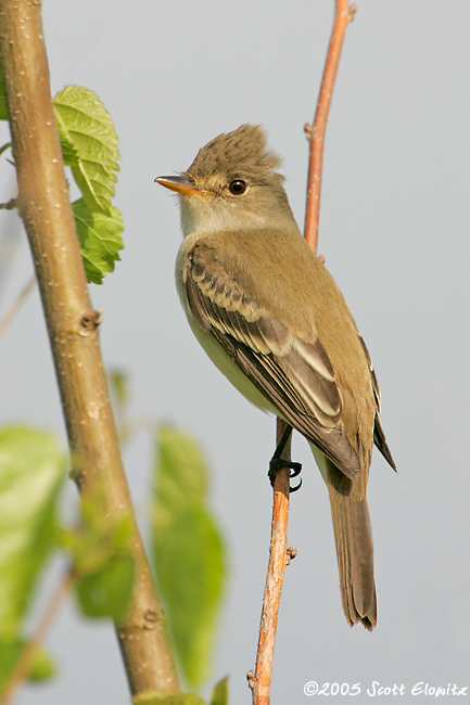 Willow Flycatcher