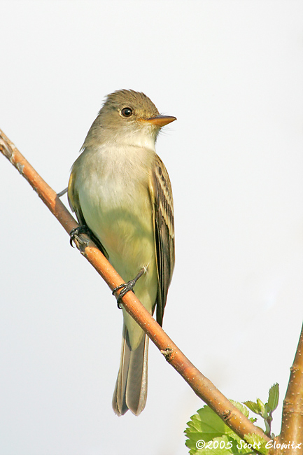 Willow Flycatcher