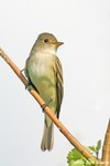 Willow Flycatcher