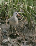 Clapper Rail