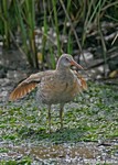 Clapper Rail