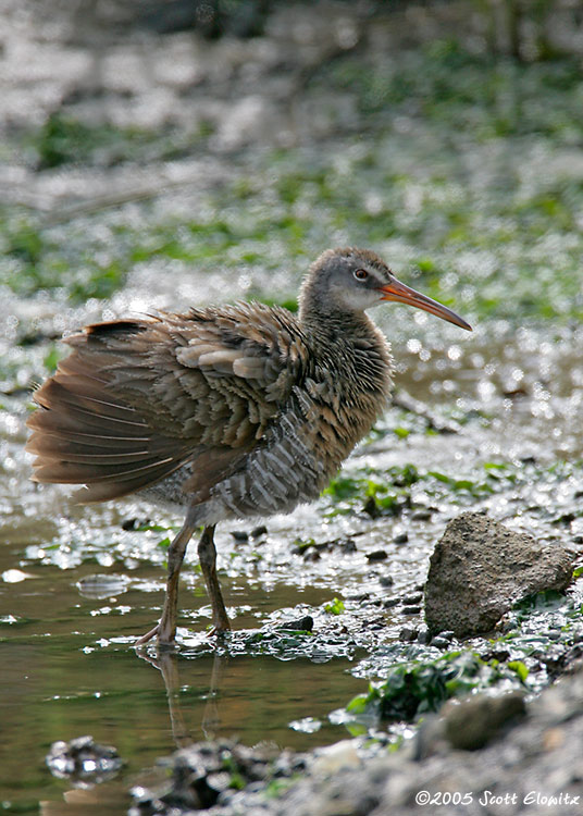 Clapper Rail