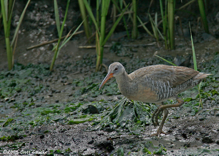 Clapper Rail