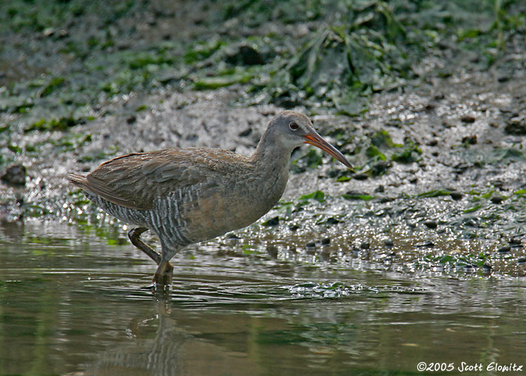 Clapper Rail