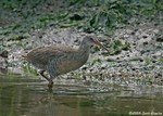 Clapper Rail