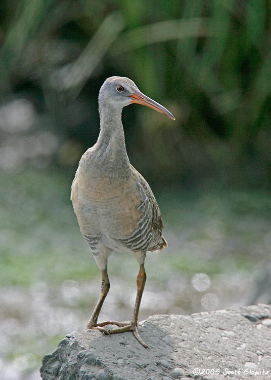 Clapper Rail