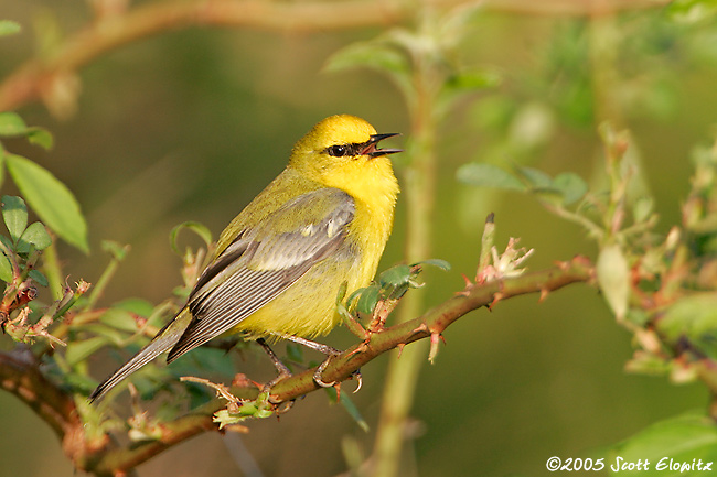 Blue-winged Warbler