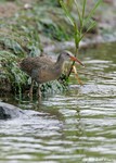 Clapper Rail