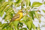 Blue-winged Warbler