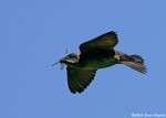 Purple Martin