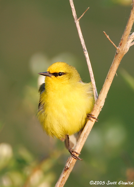 Blue-winged Warbler