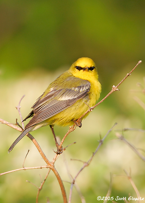 Blue-winged Warbler