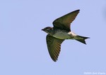 Purple Martin