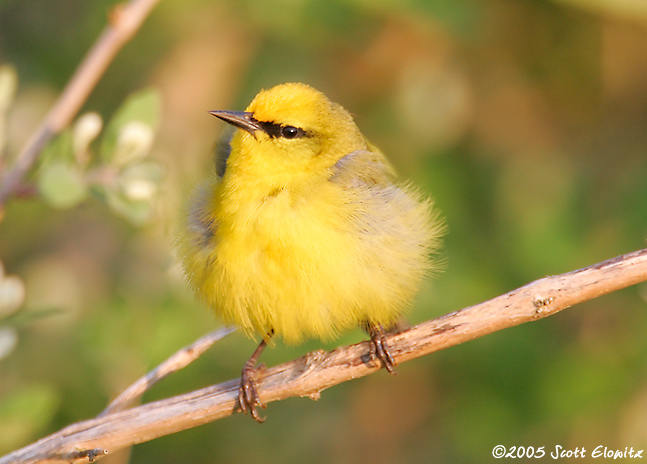 Blue-winged Warbler