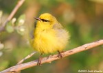 Blue-winged Warbler