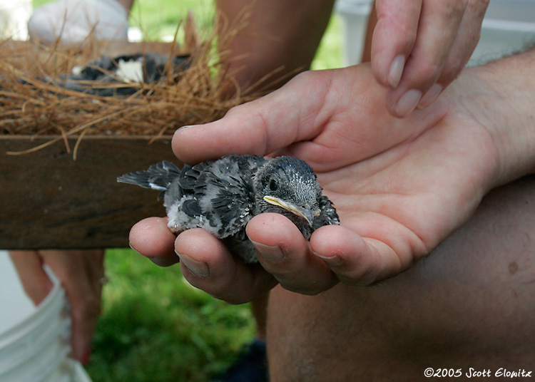 Purple Martin