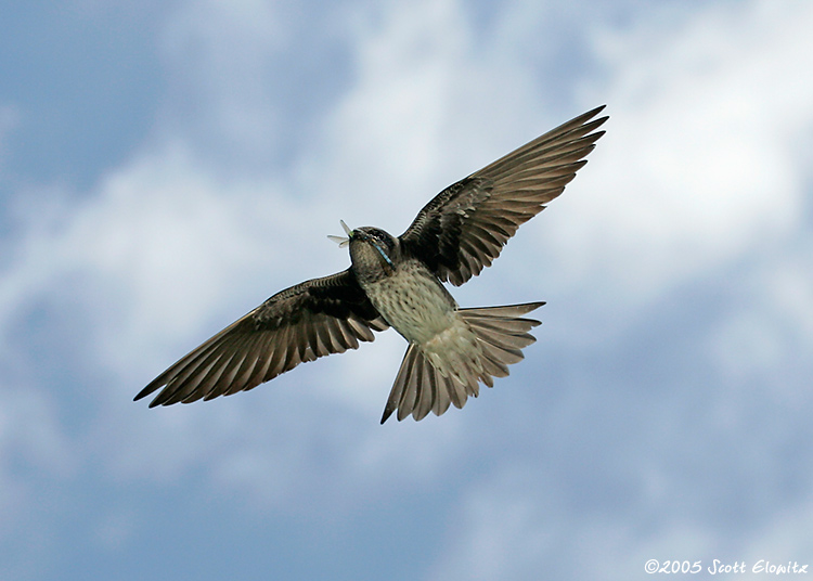 Purple Martin