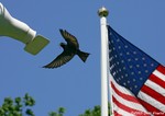 Purple Martin