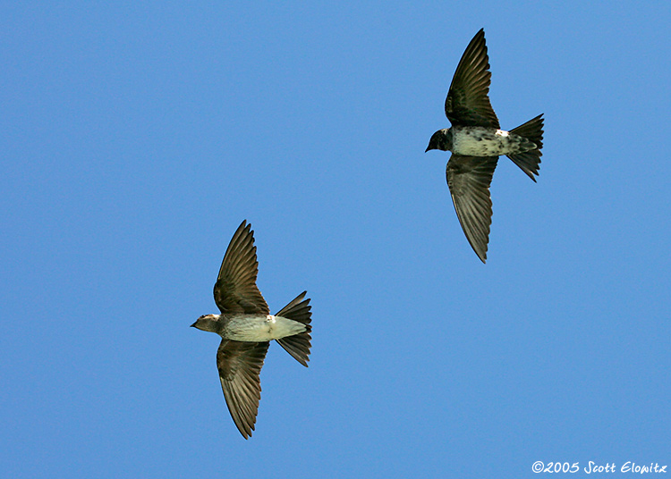 Purple Martin