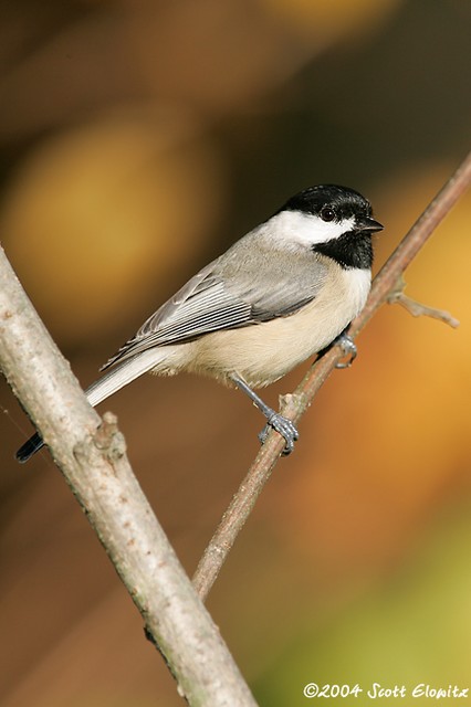 Carolina Chickadee