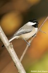 Carolina Chickadee