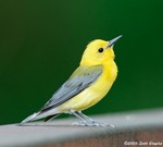 Prothonotary Warbler