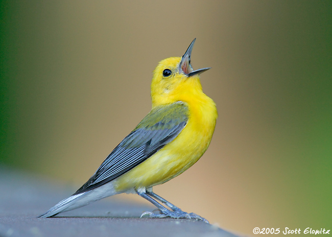 Prothonotary Warbler