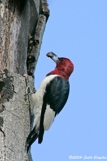 Red-headed Woodpecker