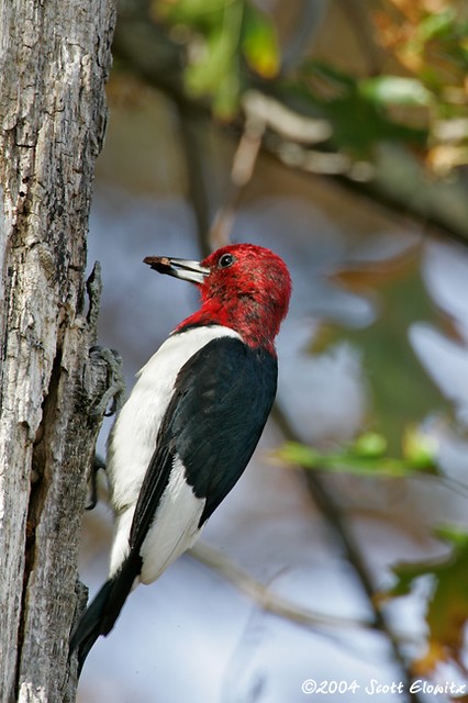 Red-headed Woodpecker