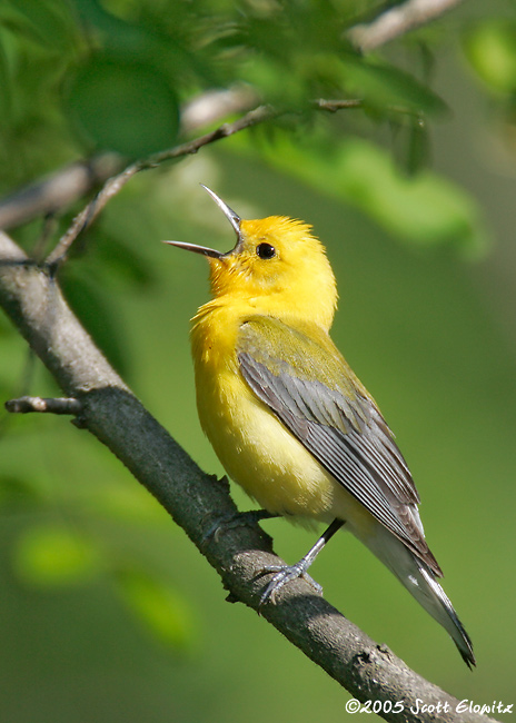 Prothonotary Warbler