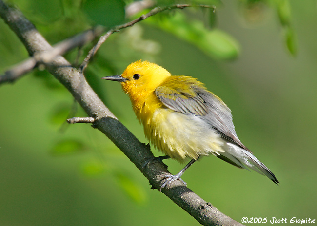 Prothonotary Warbler