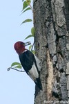 Red-headed Woodpecker