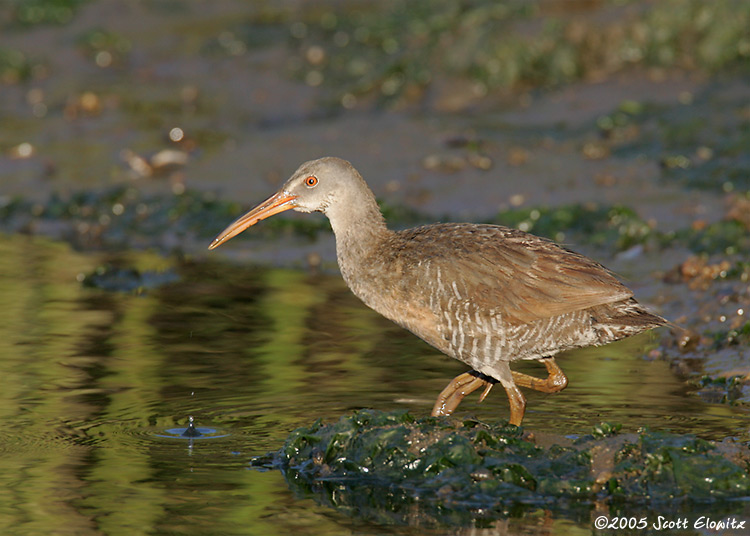 Clapper Rail