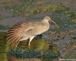 Clapper Rail