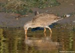 Clapper Rail