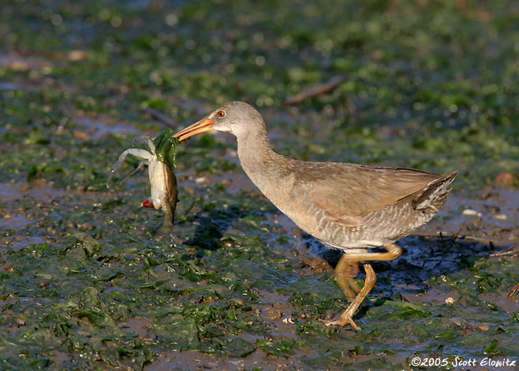 Clapper Rail