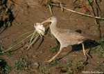 Clapper Rail