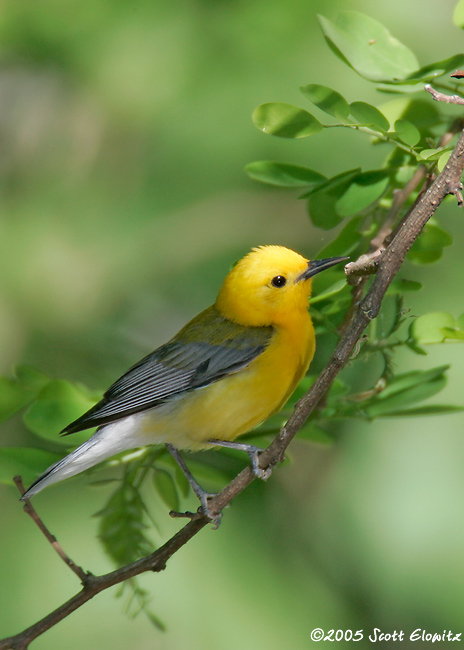 Prothonotary Warbler