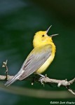 Prothonotary Warbler