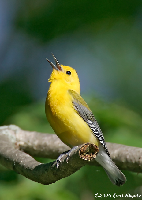 Prothonotary Warbler