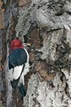 Red-headed Woodpecker