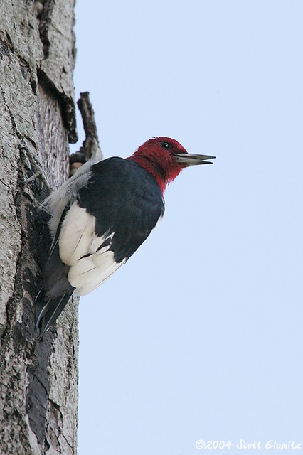 Red-headed Woodpecker