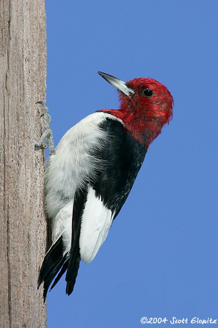 Red-headed Woodpecker